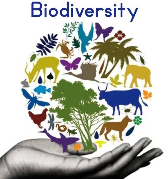 From Agreement to Action: Build Back Biodiversity
